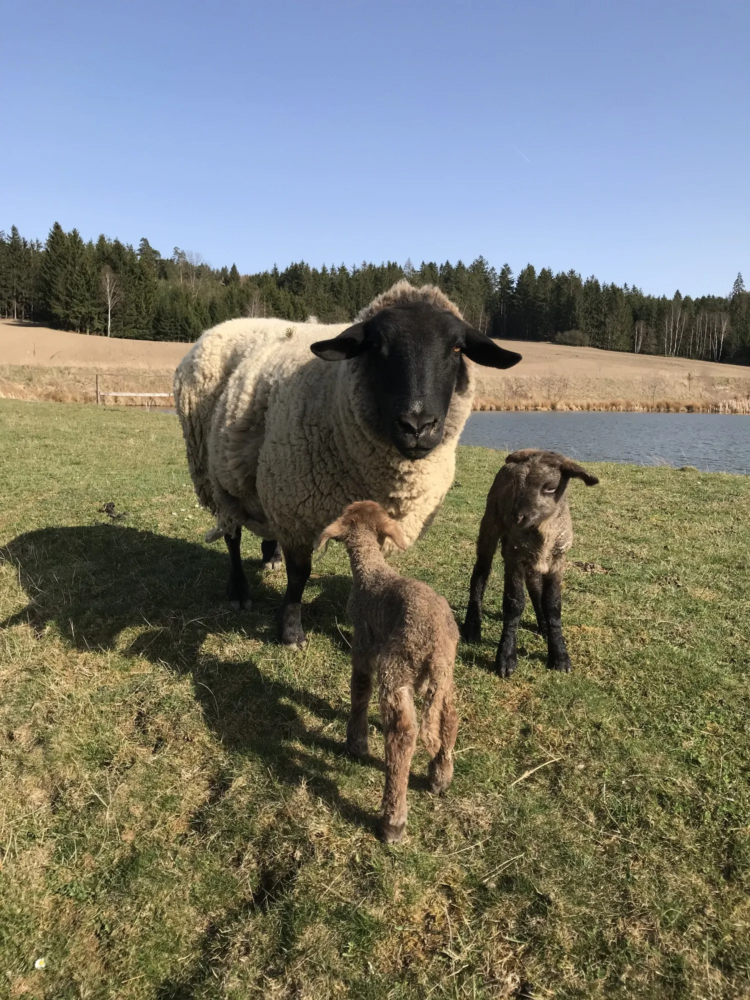 Příroda kolem rybníků